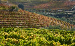 circular terrace of vines, vineyard, Douro Valley, Portugal circular terrace of vines, vineyard, Douro Valley, Portugal